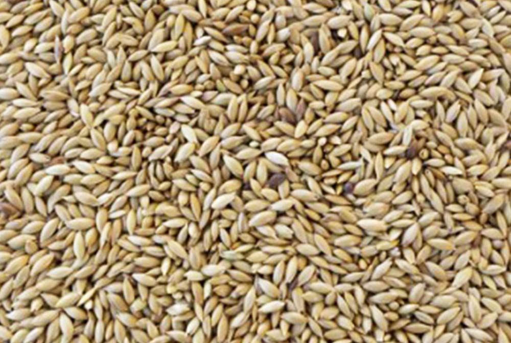 Plain Canary Seed - Grain - Hunter Premium Produce