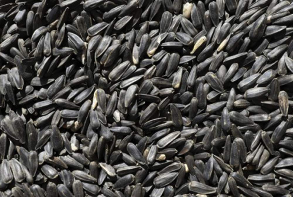 Black Sunflower Seeds - Hunter Premium Produce - Stock Feed