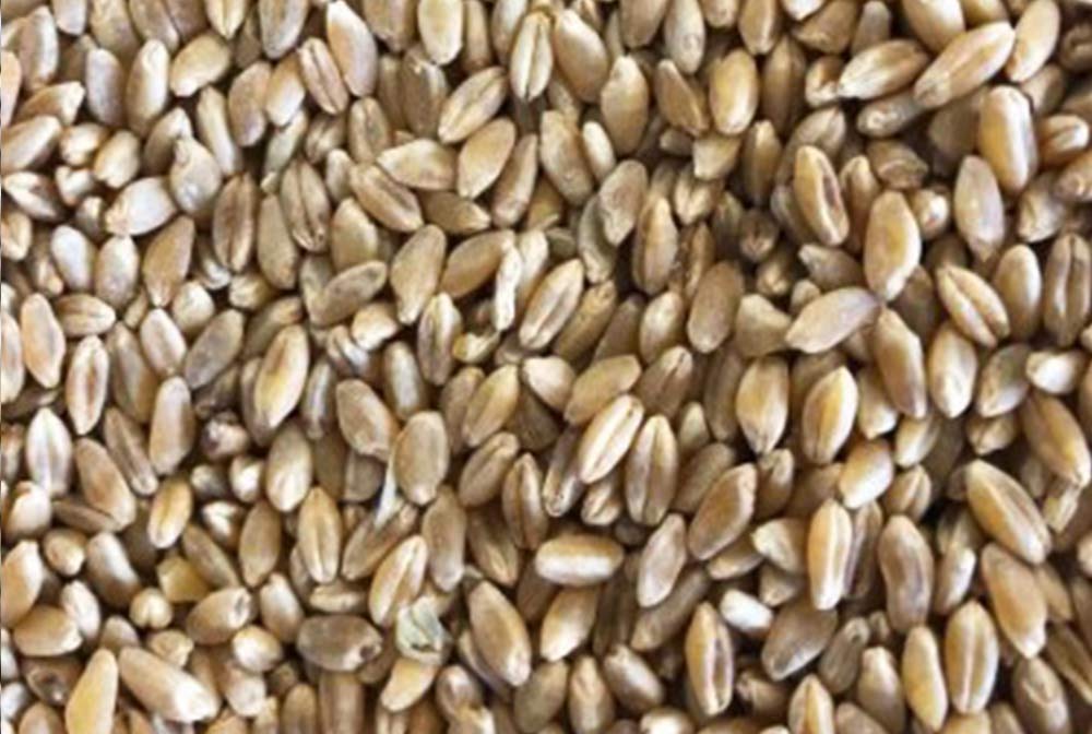 Durum Wheat - Hunter Premium Produce