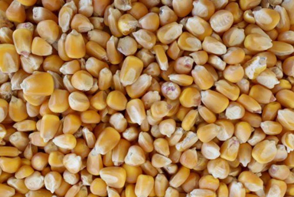 Maize - Hunter Premium Produce - Stock Feed