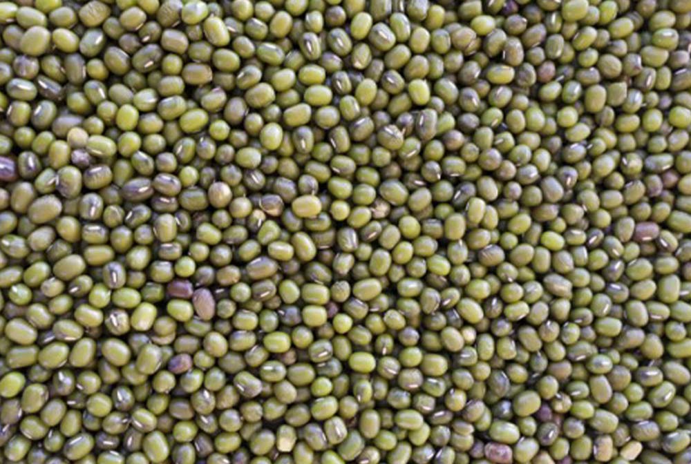 Mung Beans - Hunter Premium Produce Stock Feed